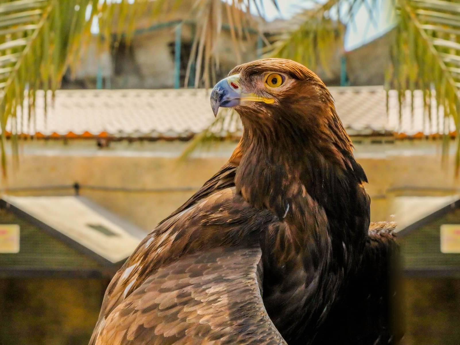 Golden Eagle