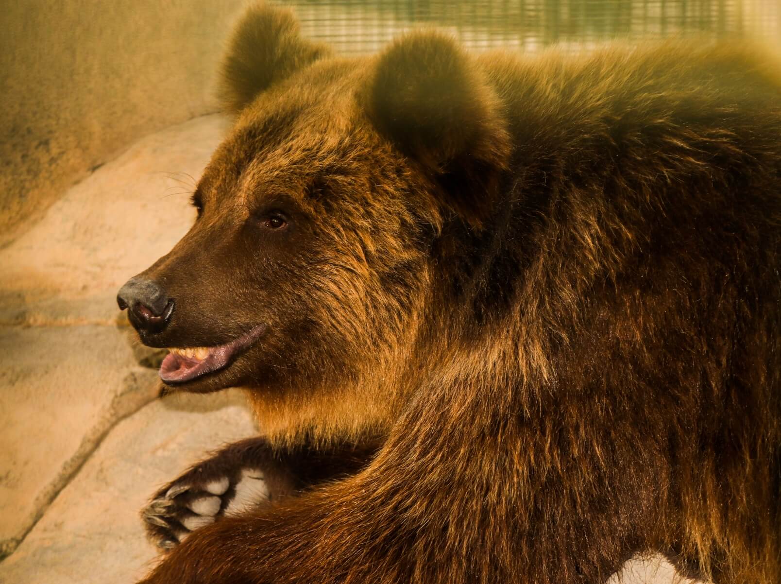 Eurasian Brown Bear
