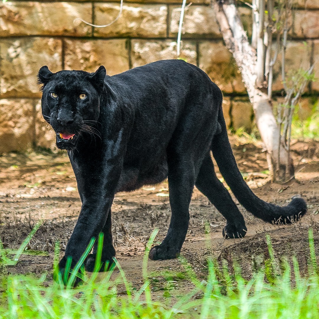 Black Jaguar