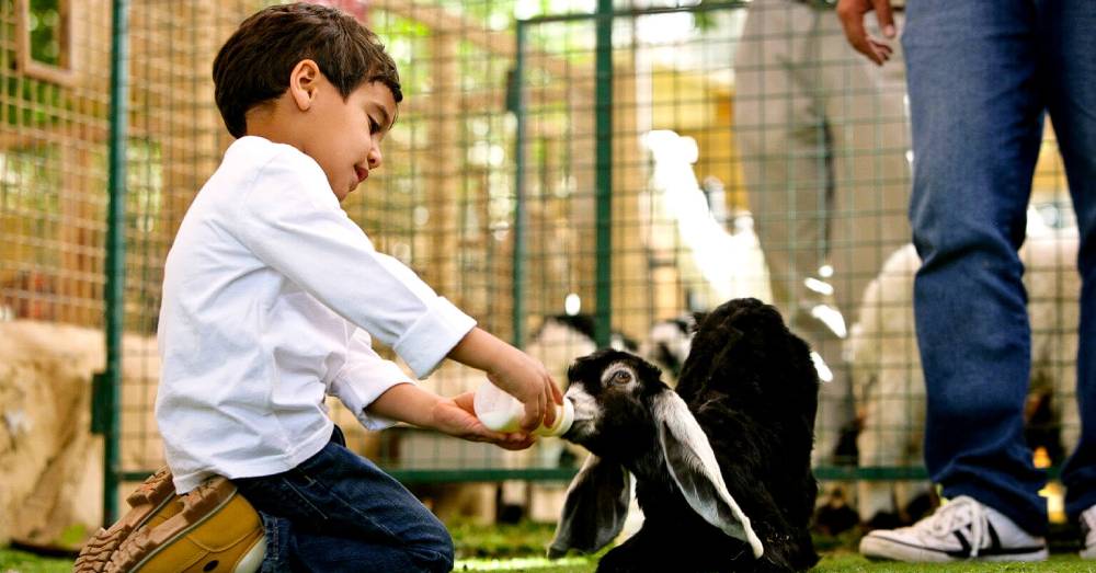 Baby Goat Feeding
