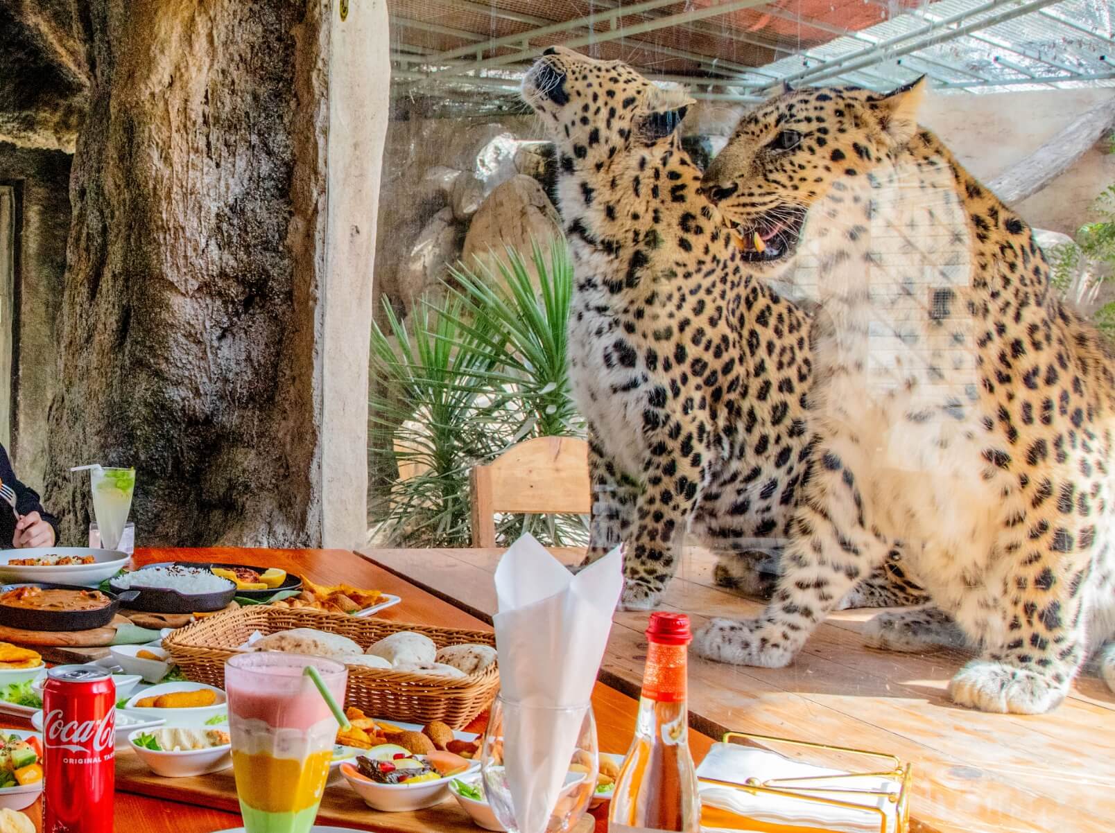 Lunch With Big Cats