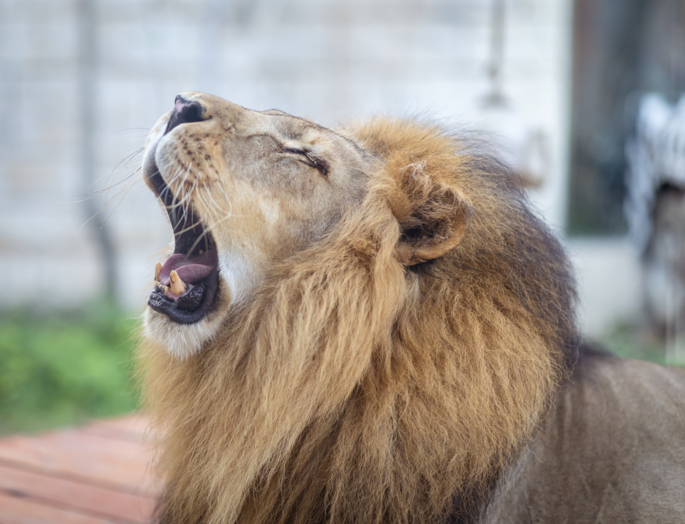 African Lion