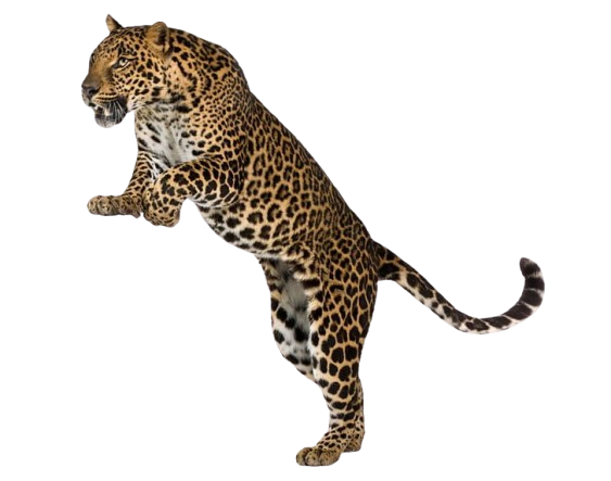 Big Cats