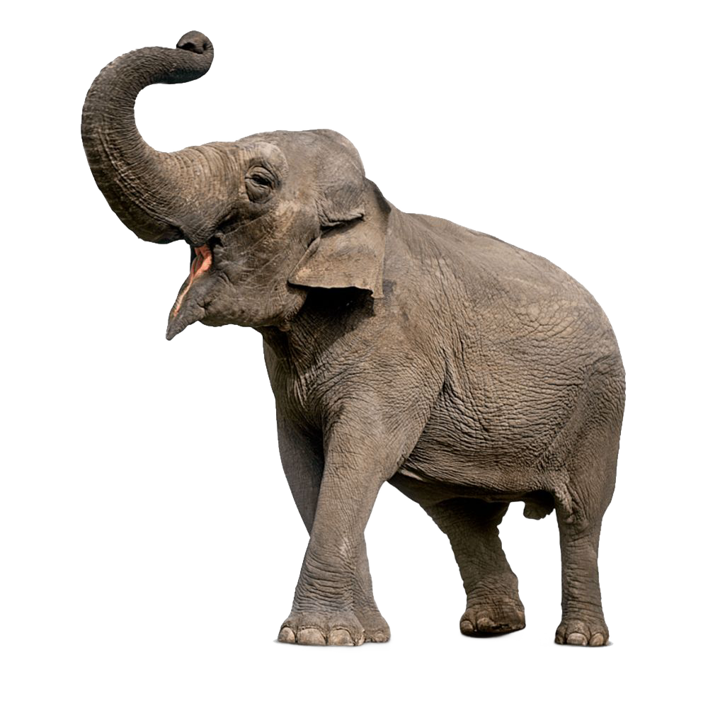Elephants
