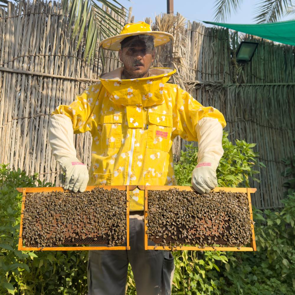 Bee Program