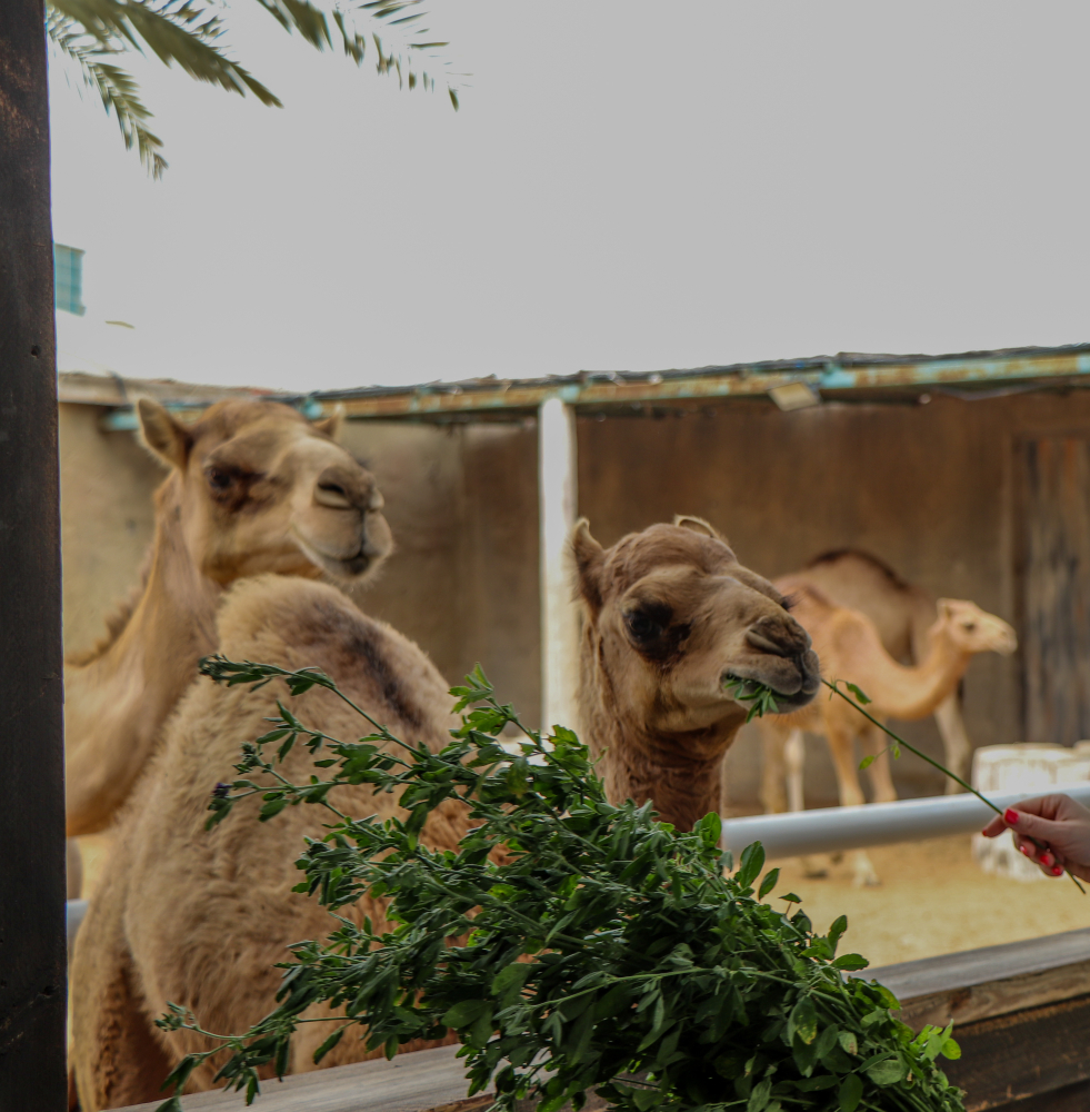 Camel