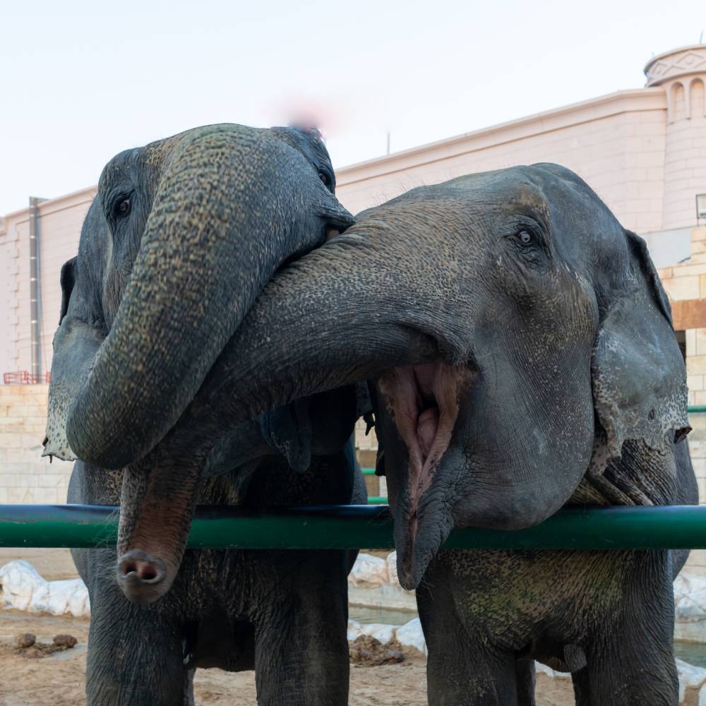 Indian Elephant