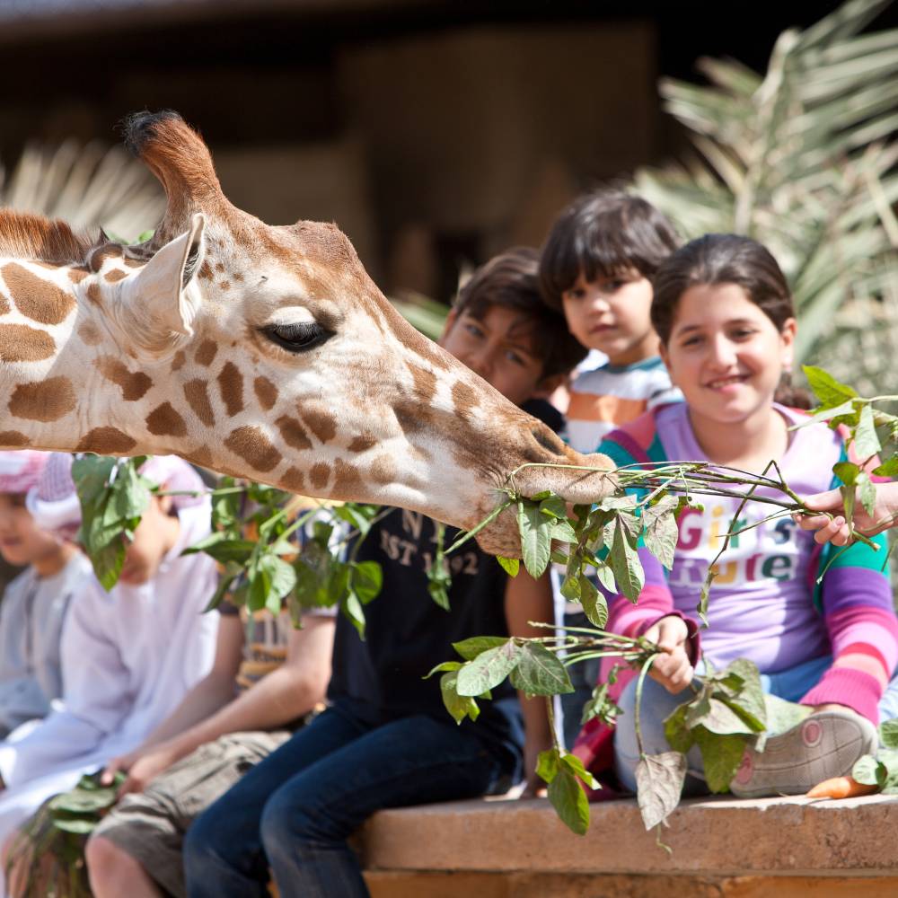 Zoo School Workshops