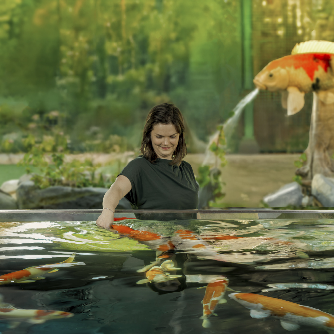 Koi Fish Feeding