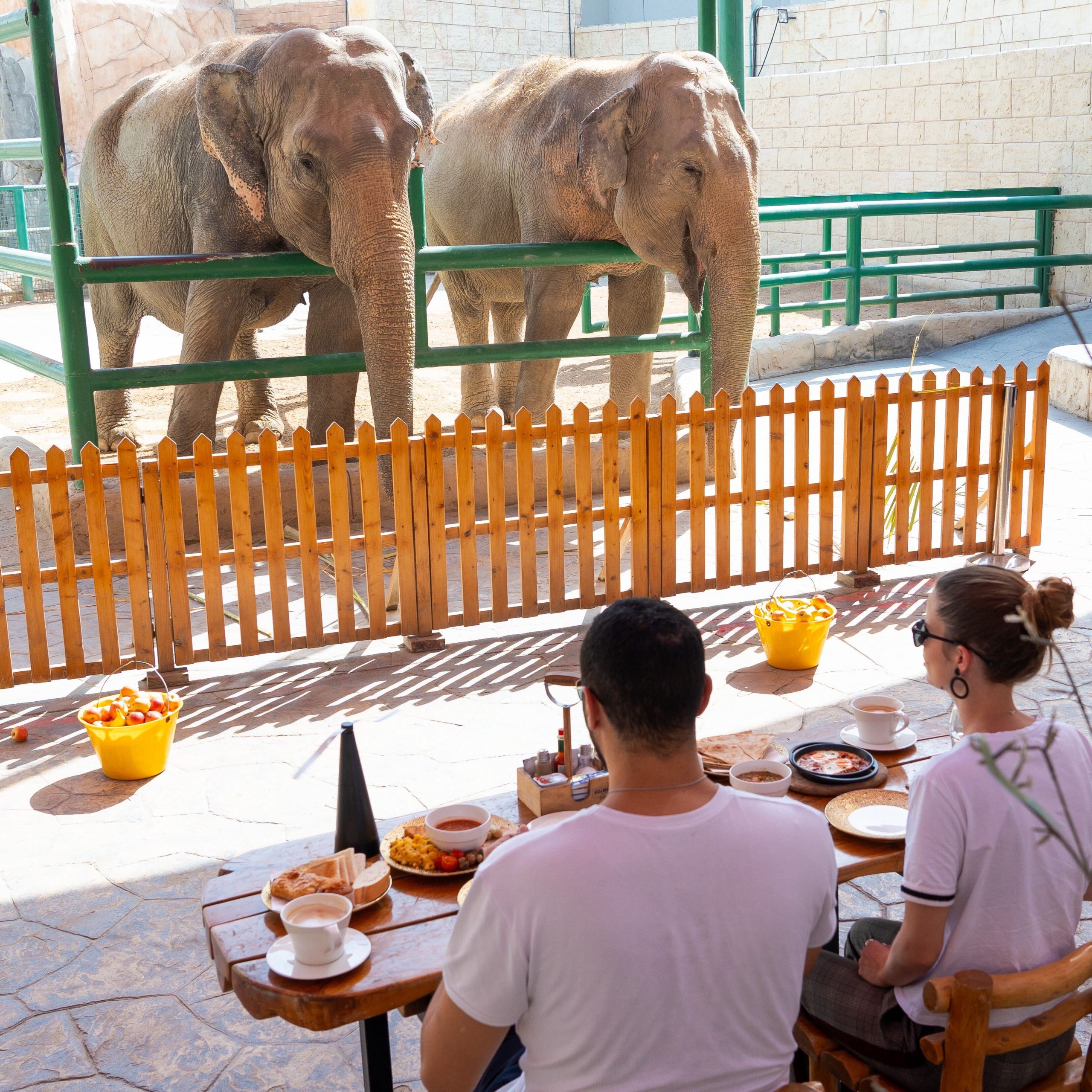 breakfast with elephants (1)
