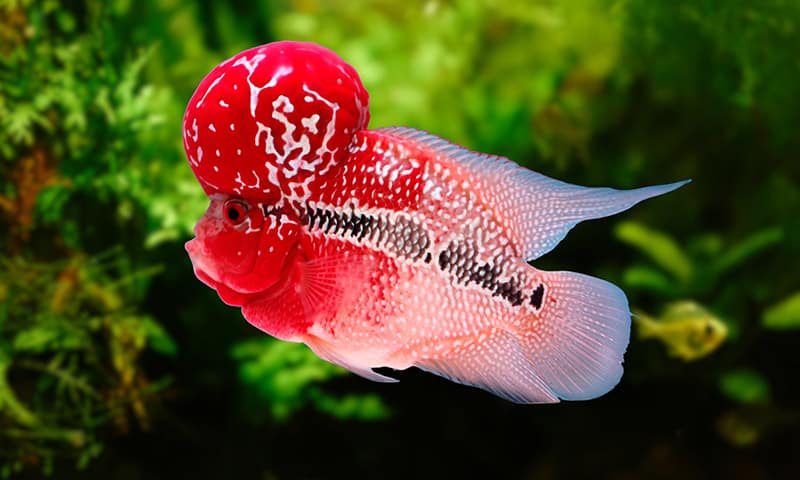 Amphilophus Hybrid