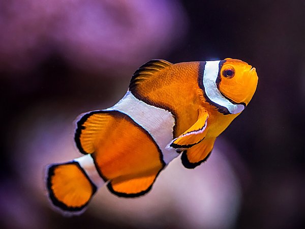 Amphiprion ocellaris