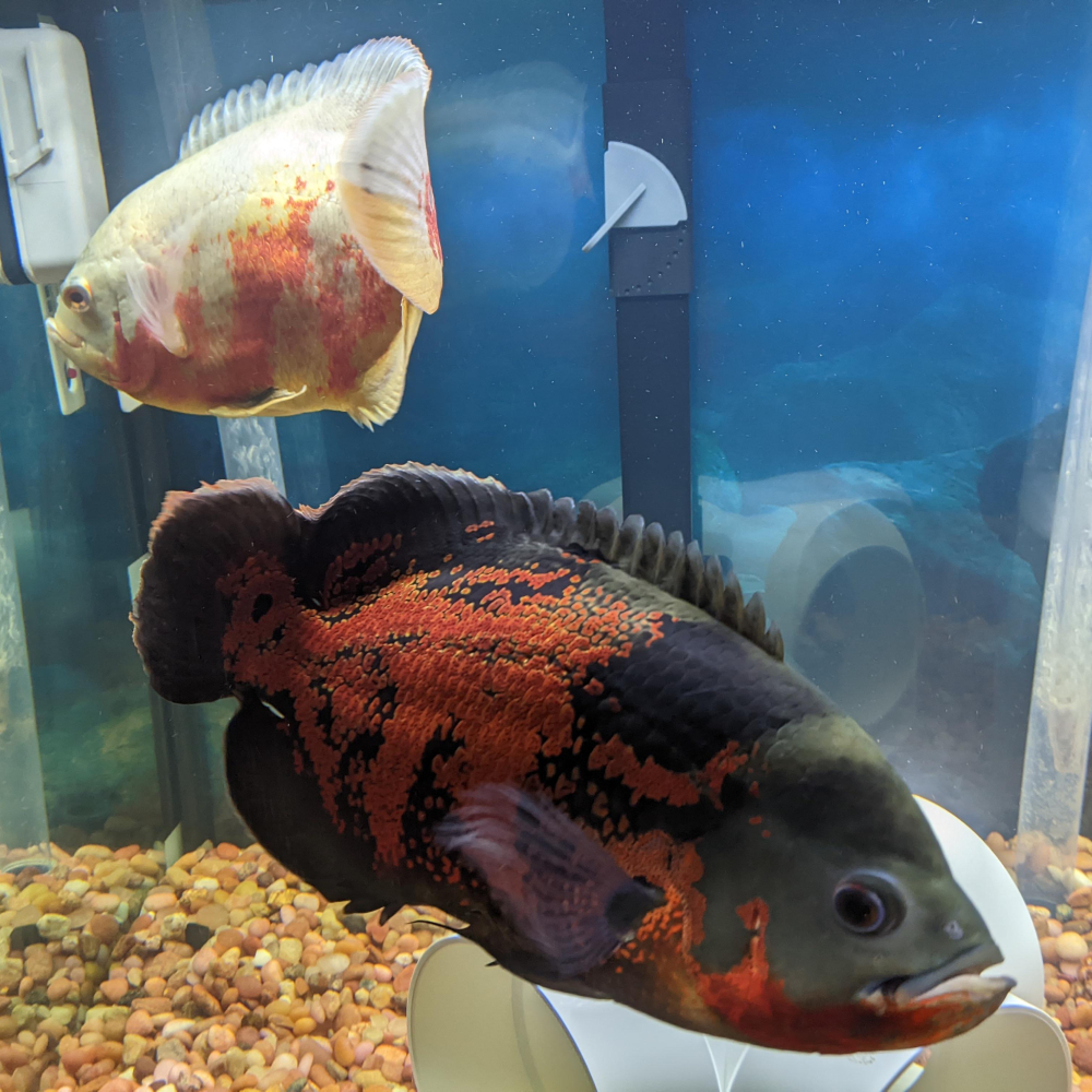 Astronotus ocellatus