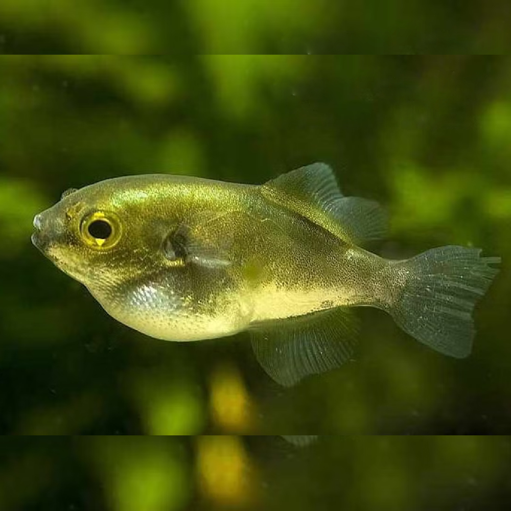Auriglobus modestus