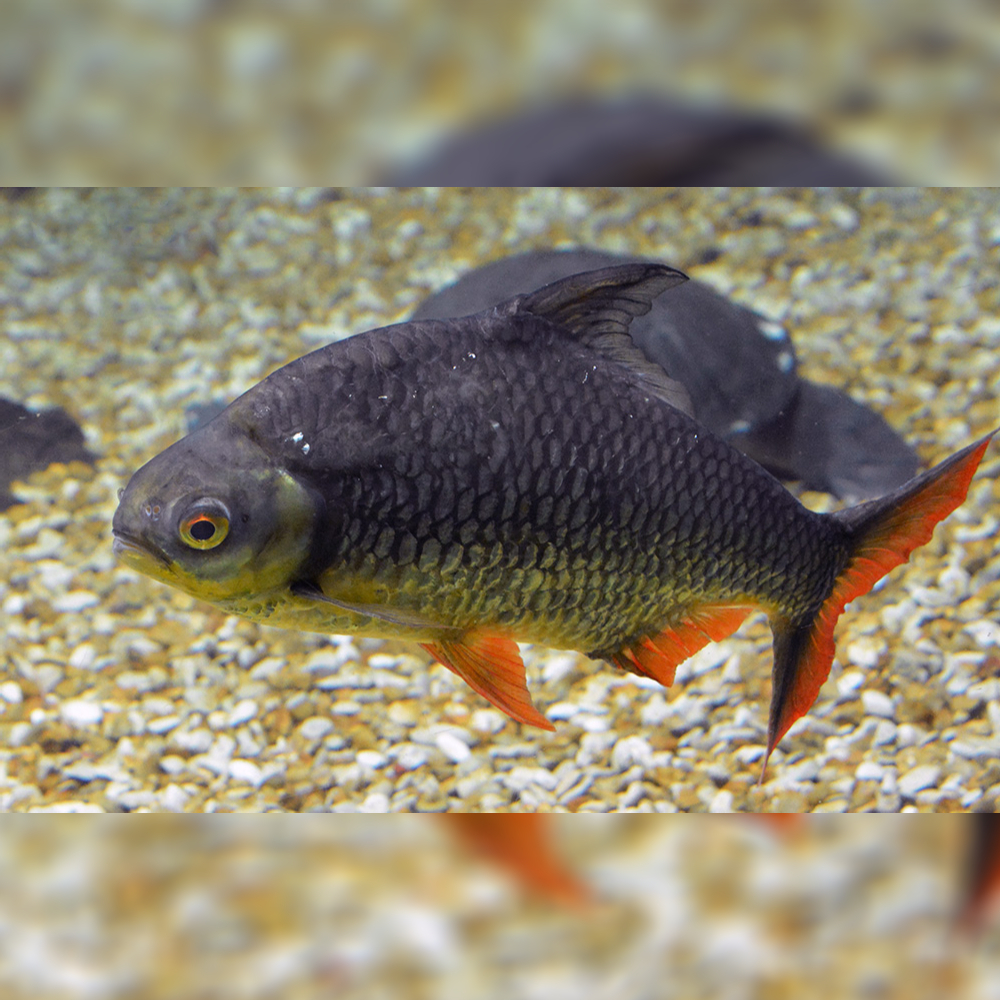 Barbonymus Schwanenfeldii