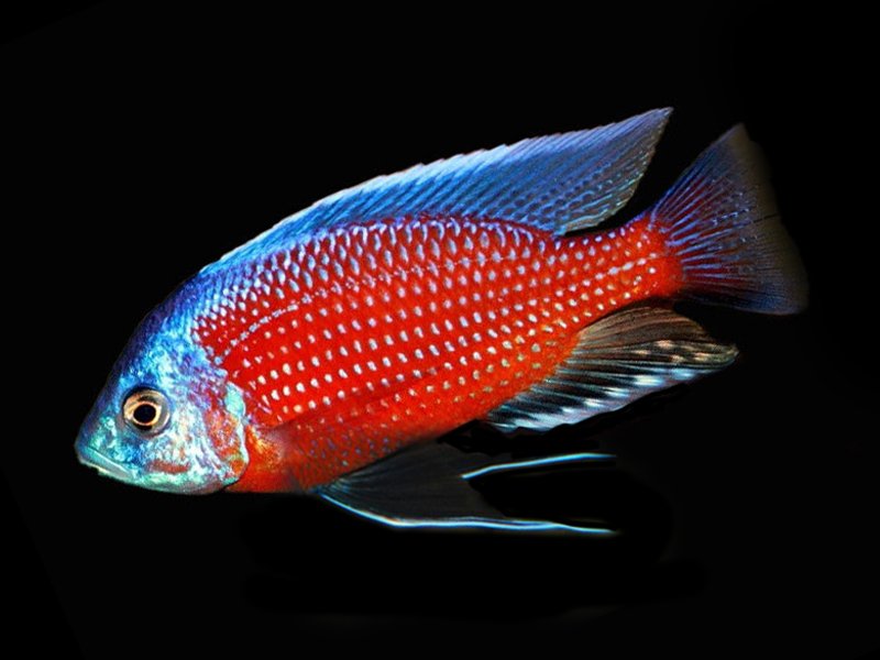 Copadichromis Borleyi