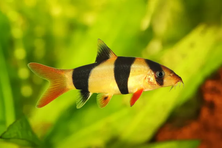Chromobotia Macracanthus