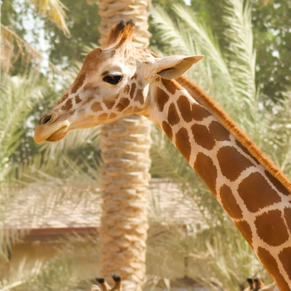 Giraffe