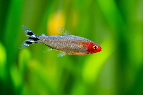 Hemigrammus bleheri