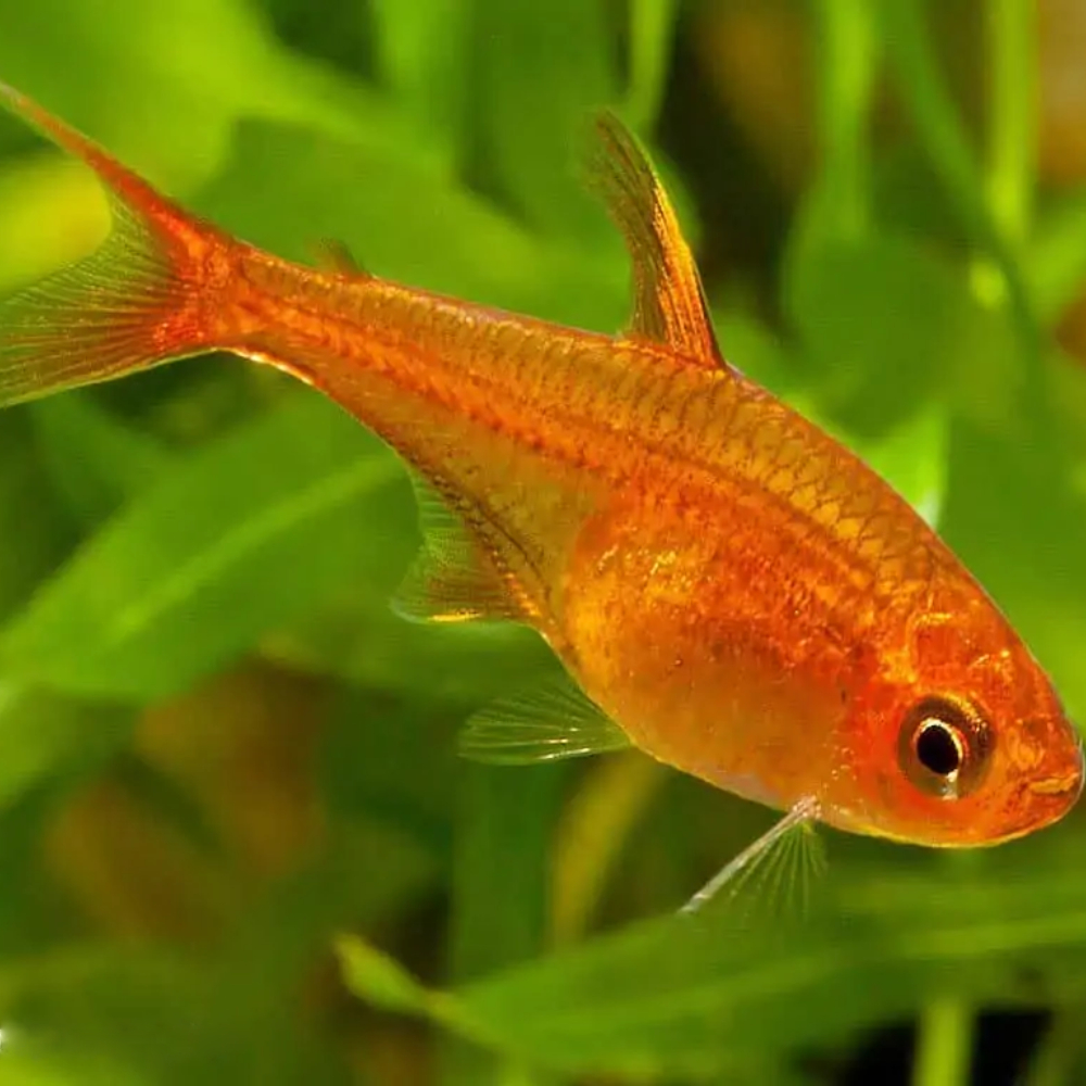 Hyphessobrycon amandae