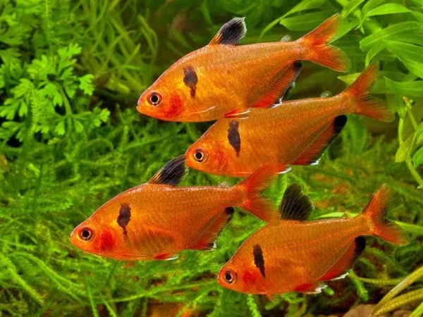 Hyphessobrycon eques