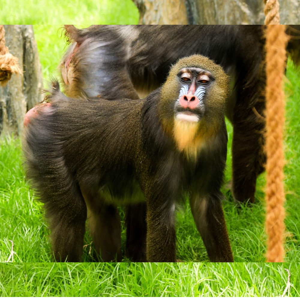 Mandrill
