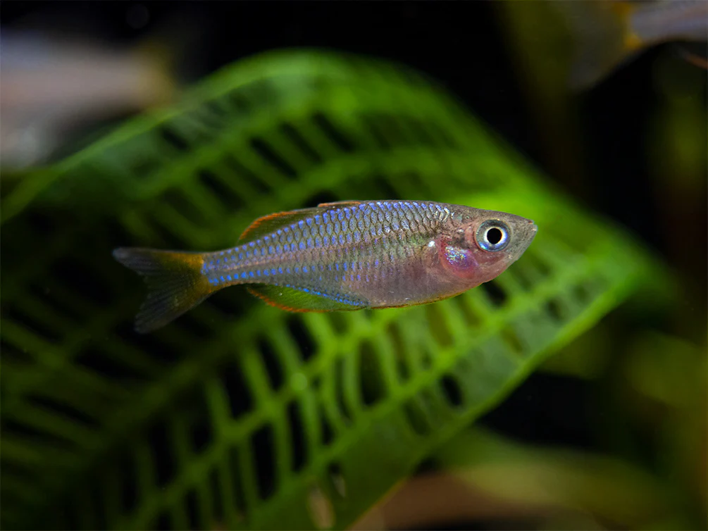 Melanotaenia praecox