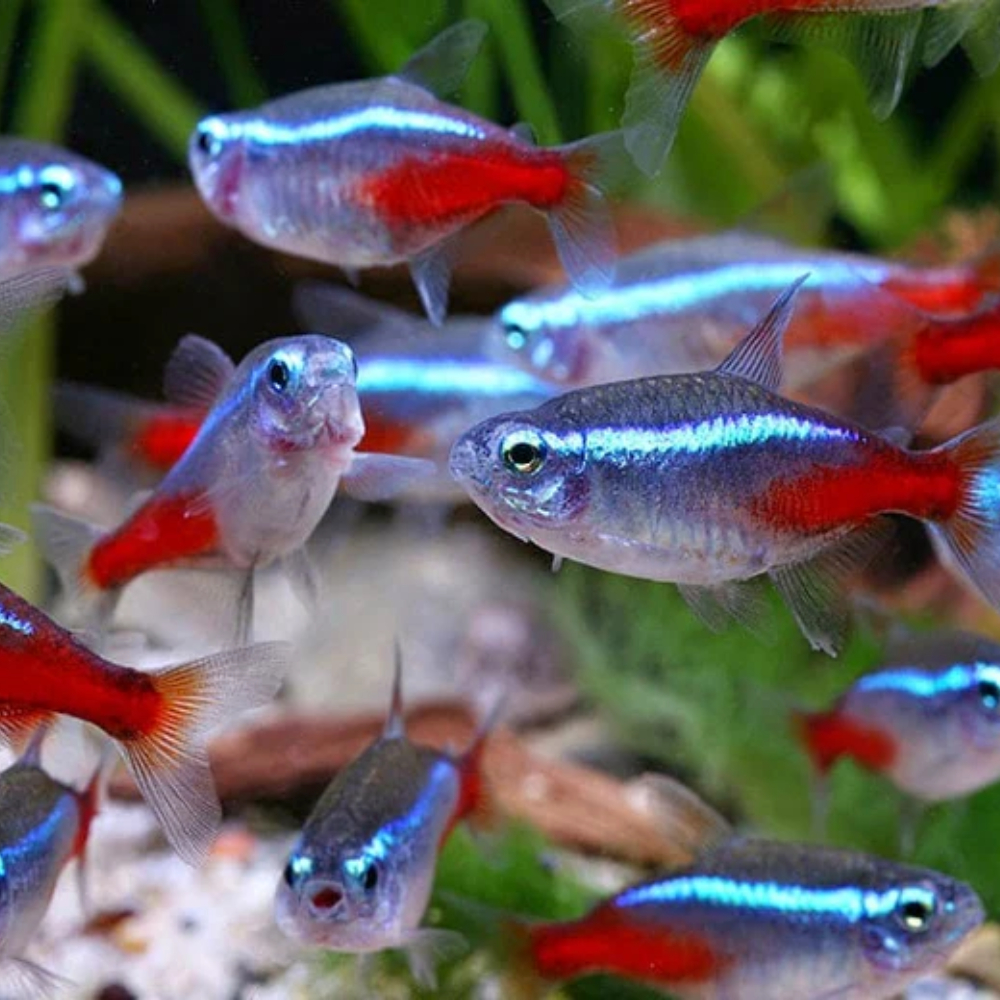 Paracheirodon innesi