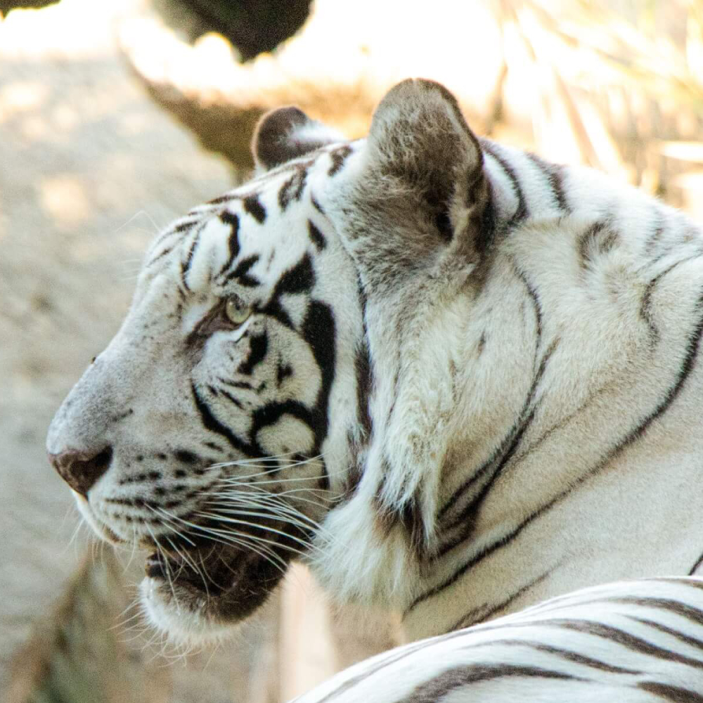 Indian Leopard