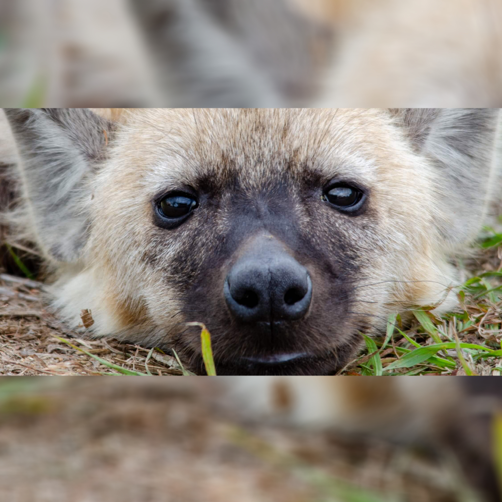 Spotted Hyena