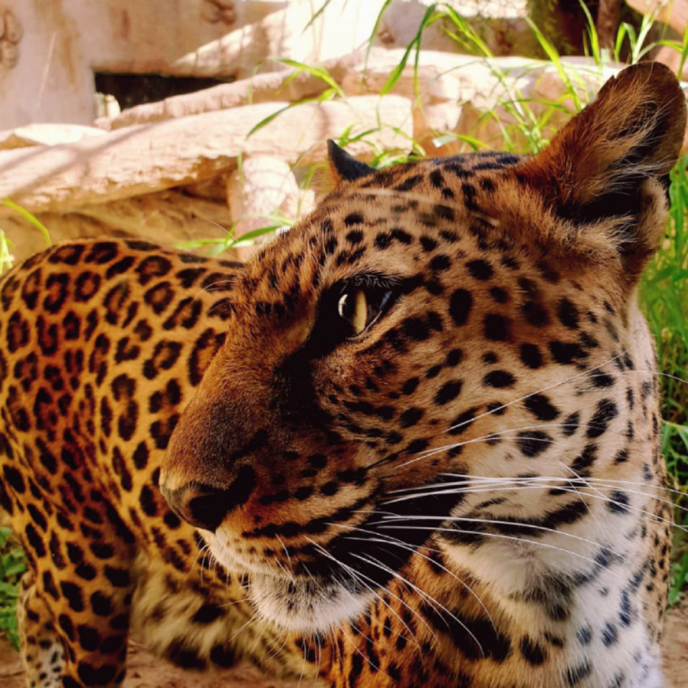 Indian Leopard