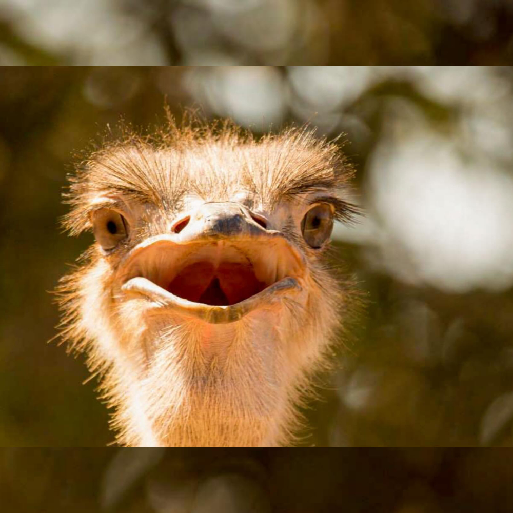 Ostrich