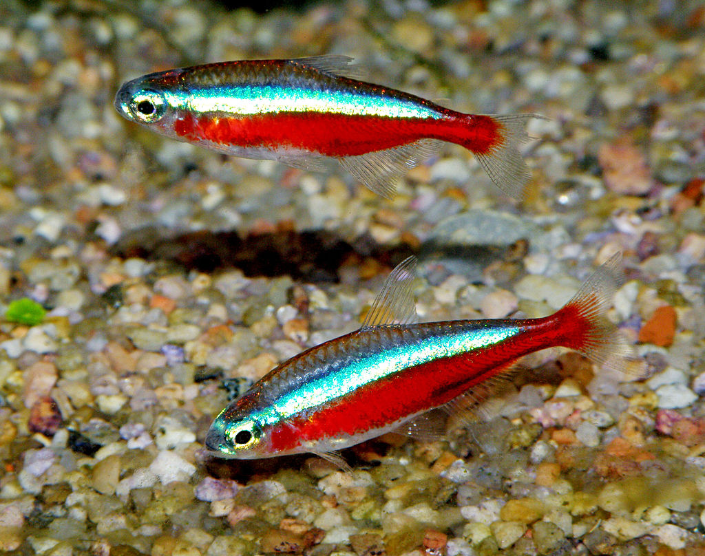 Paracheirodon axelrodi