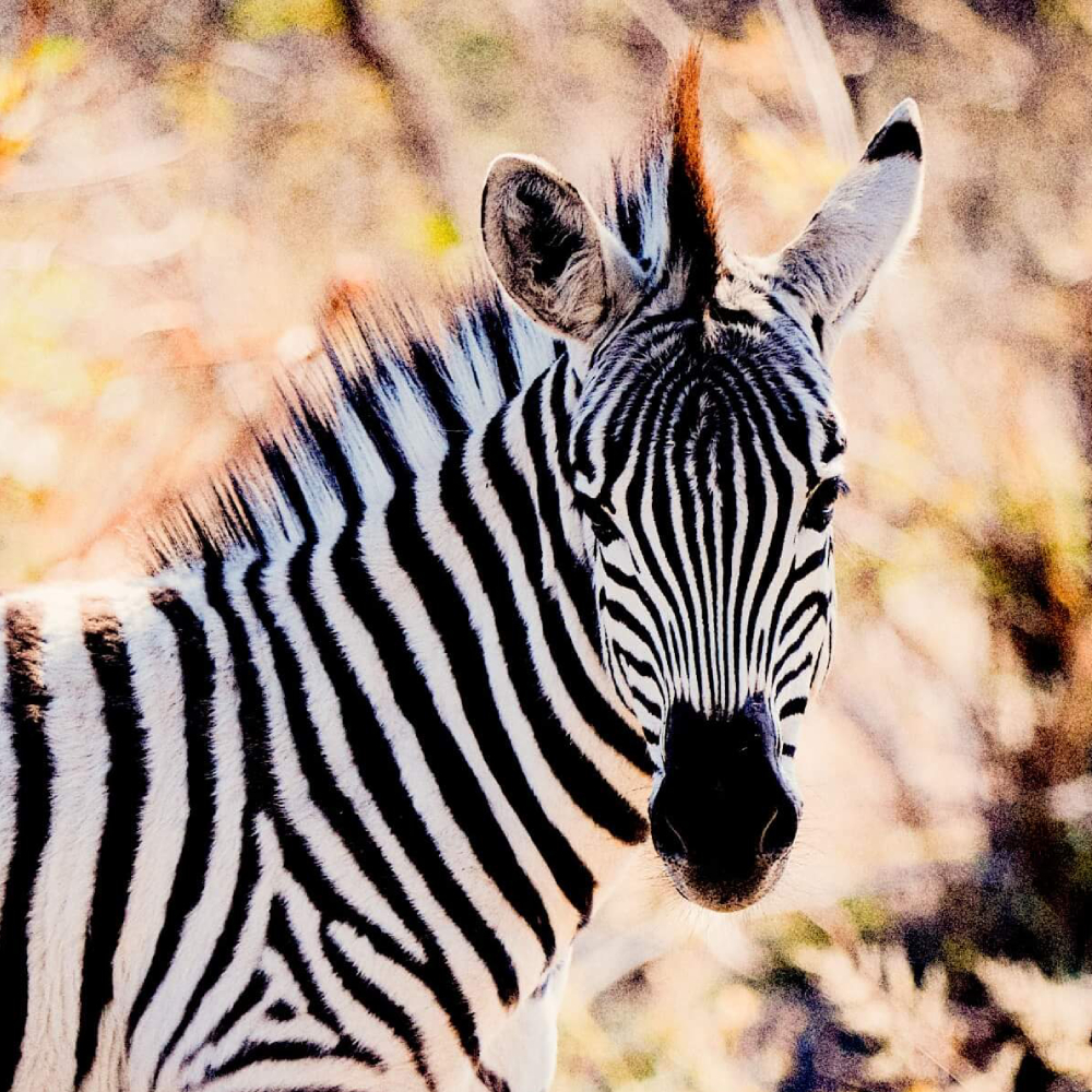Plains Zebra
