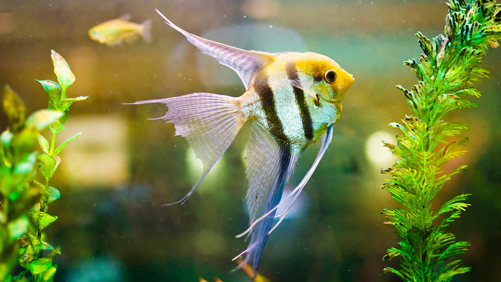 Pterophyllum sp