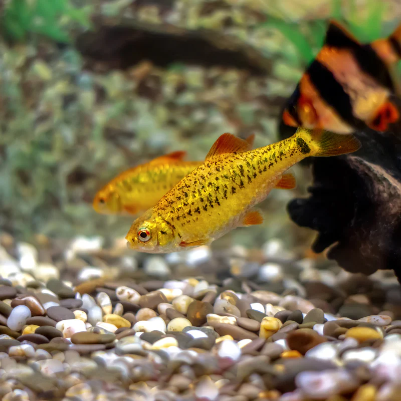 Puntius Semifasciolatus