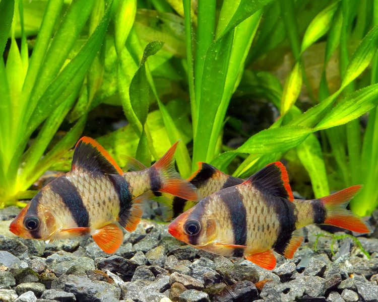 Puntius tetrazona