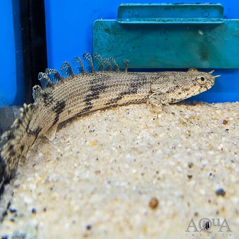 Polypterus Endlicheri 