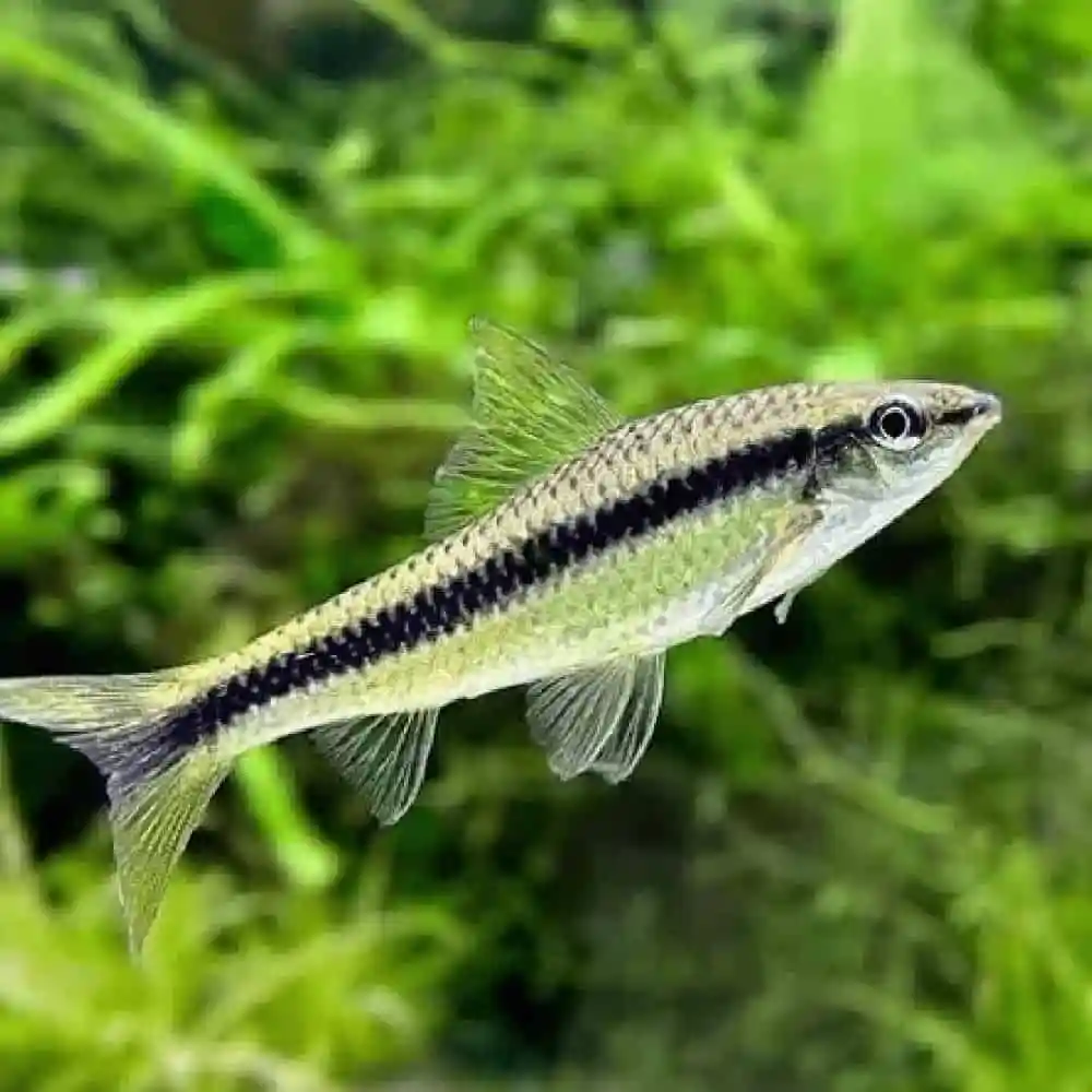 Crossocheilus oblongus