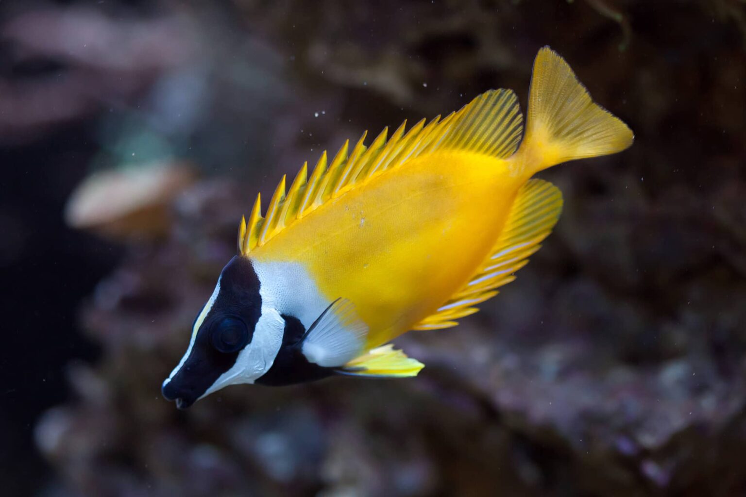 Siganus vulpinus