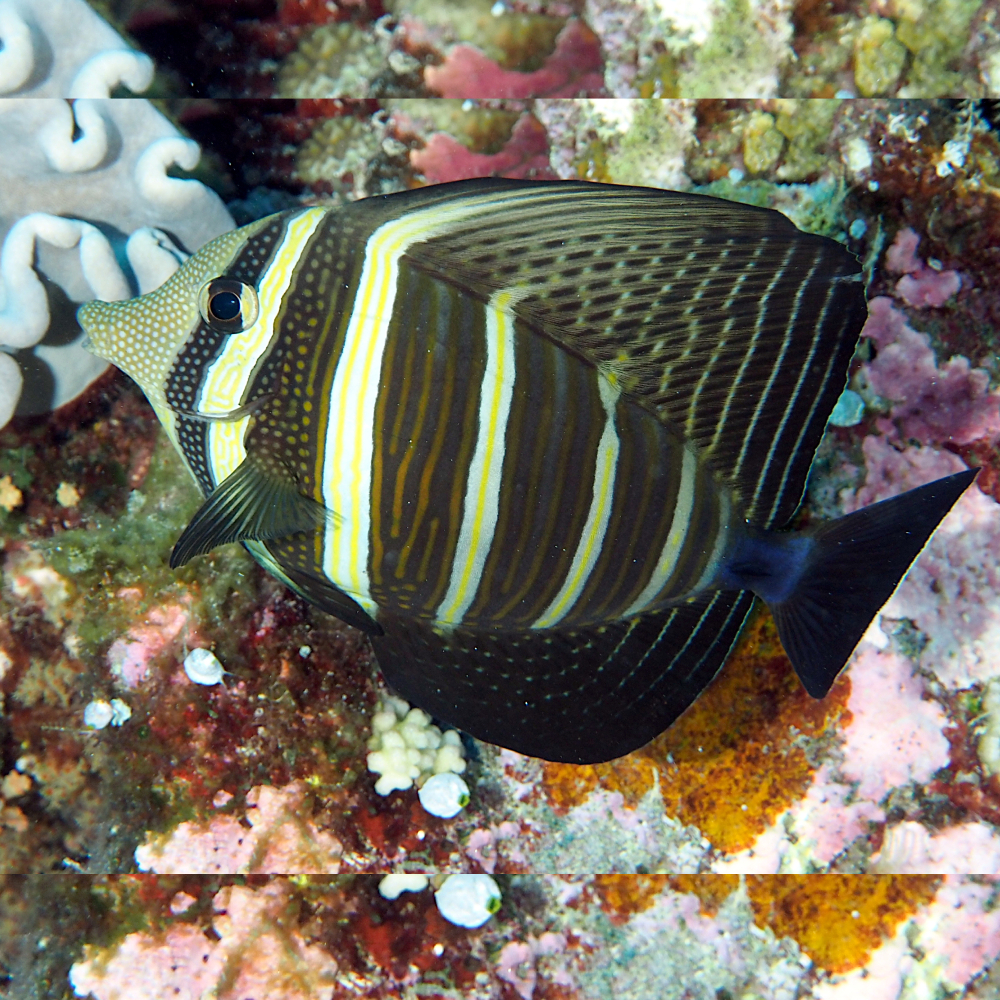 Zebrasoma Velifer