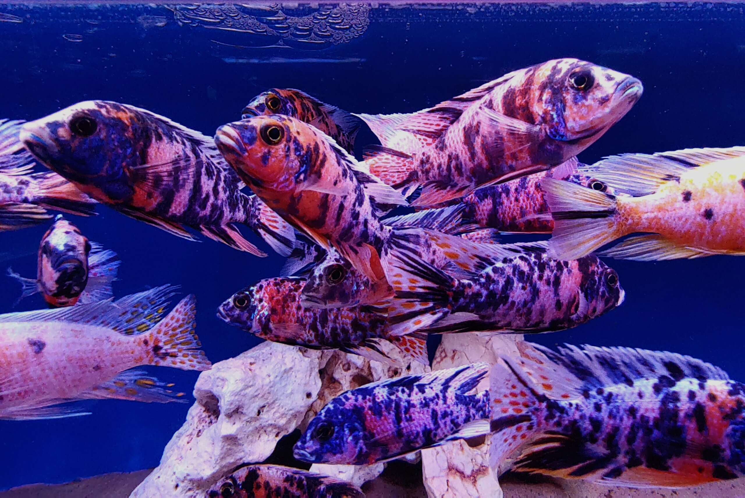 Aulonocara sp