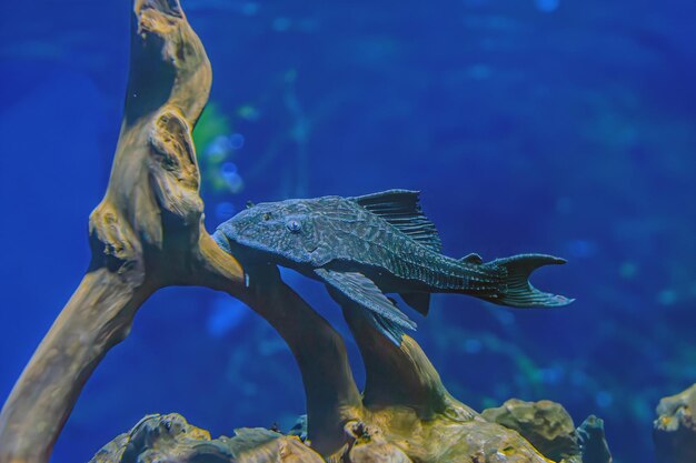 Hypostomus plecostomus