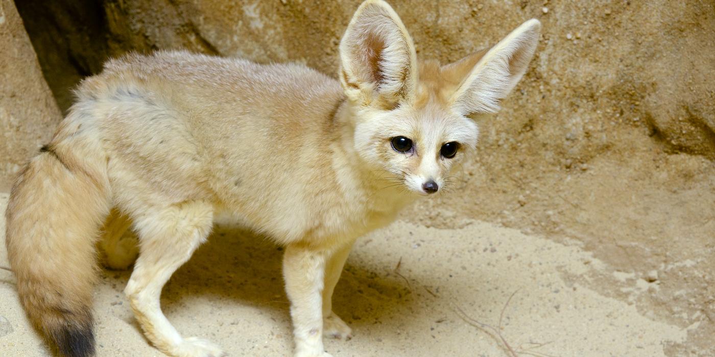 Sand Fox