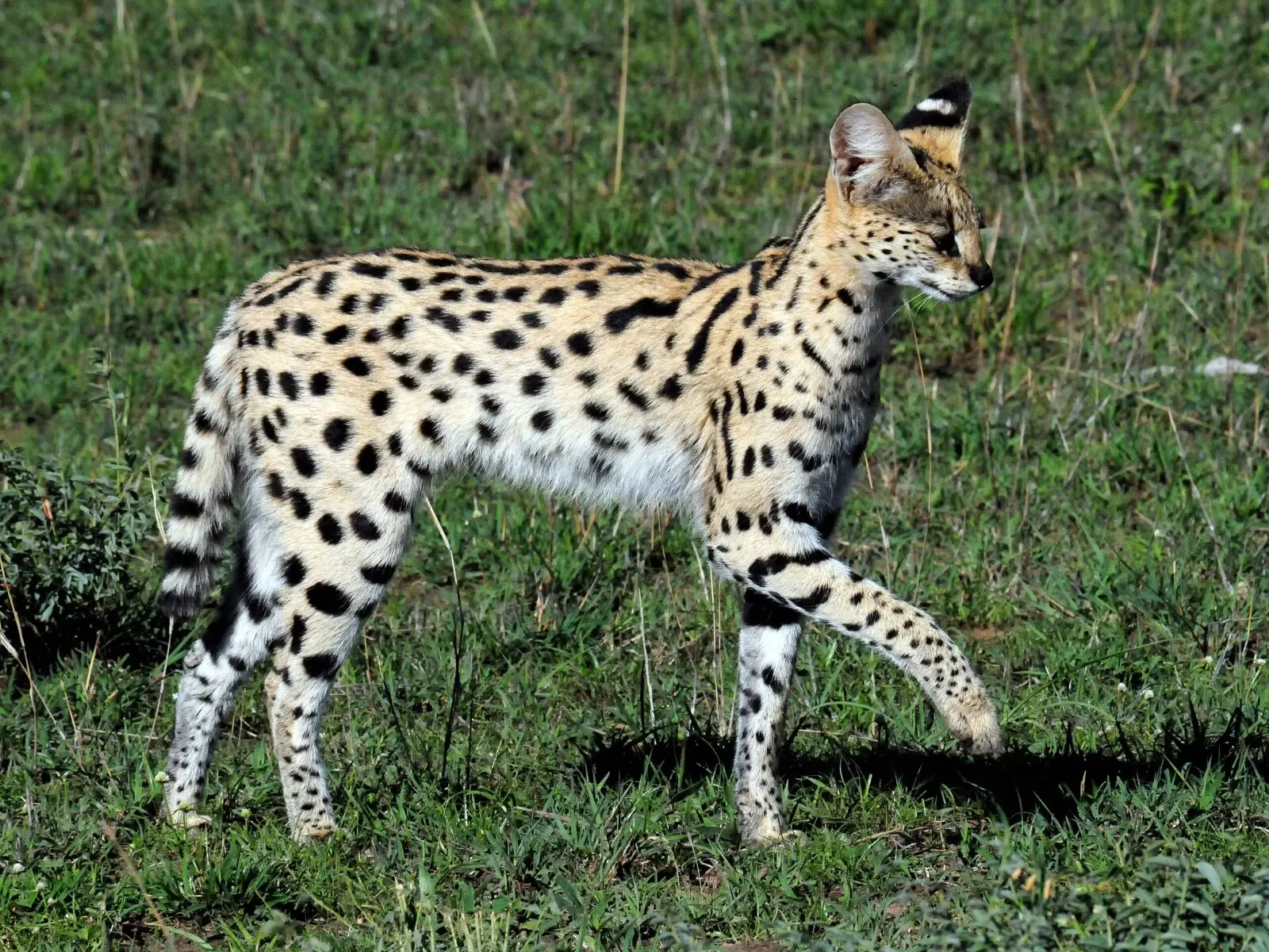 Siberian Tiger