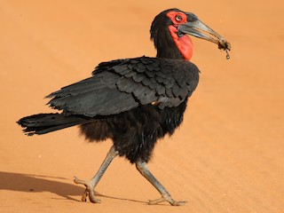 Southern Hornbill