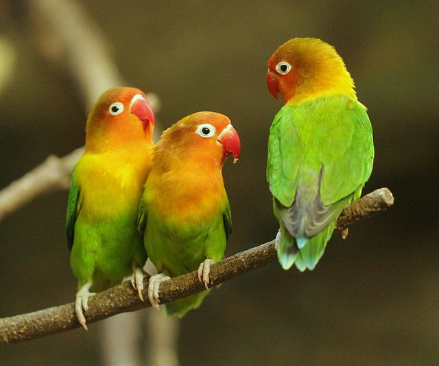 Fischers Lovebird