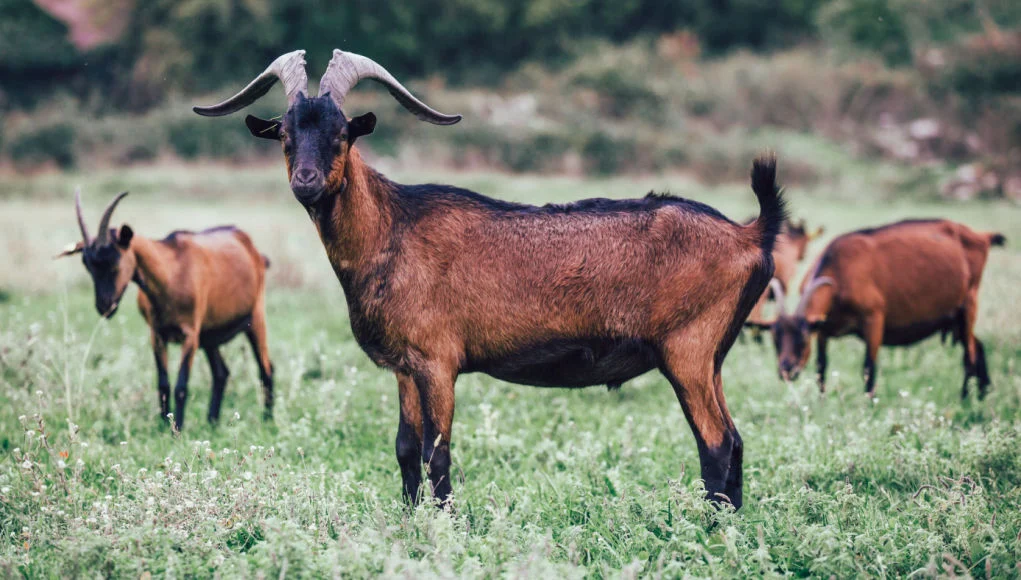 Alpine Goat
