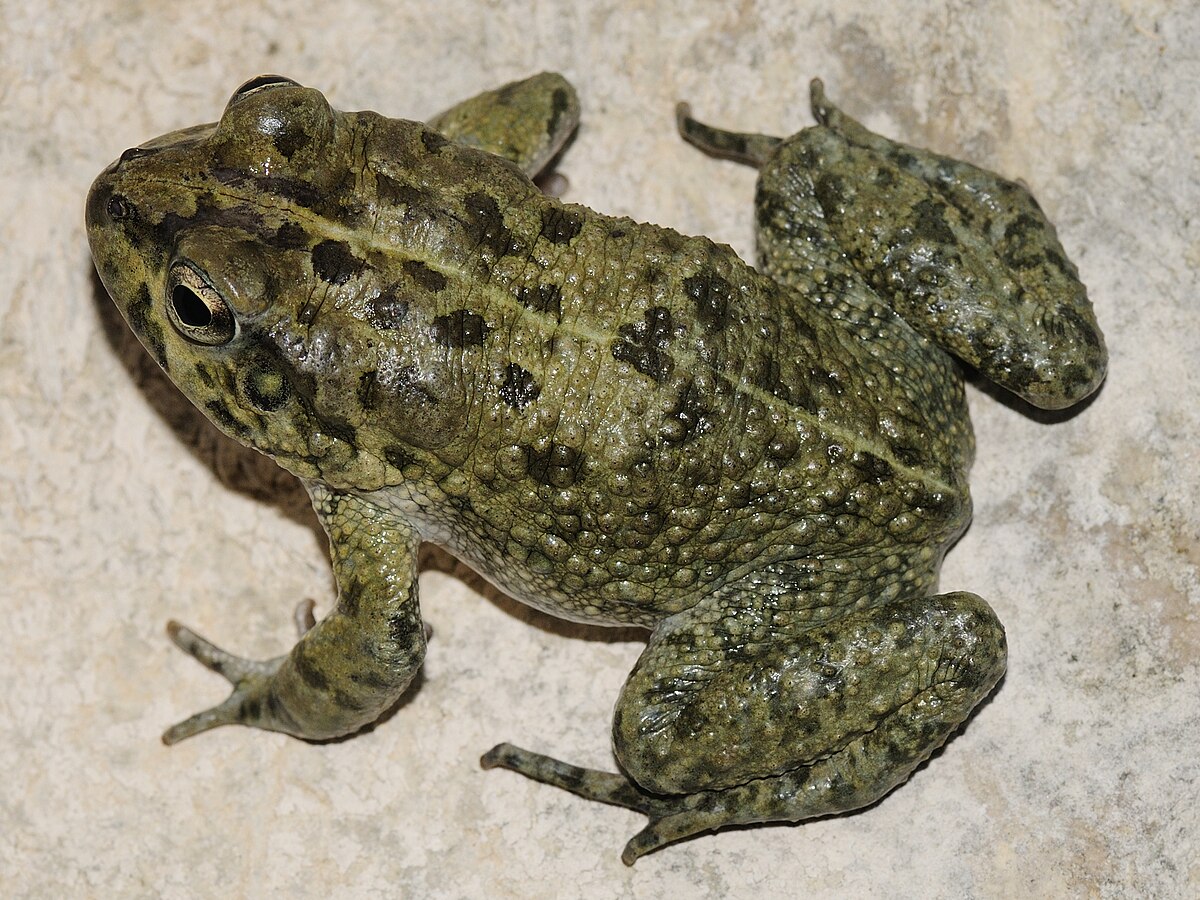 Arabian Toad