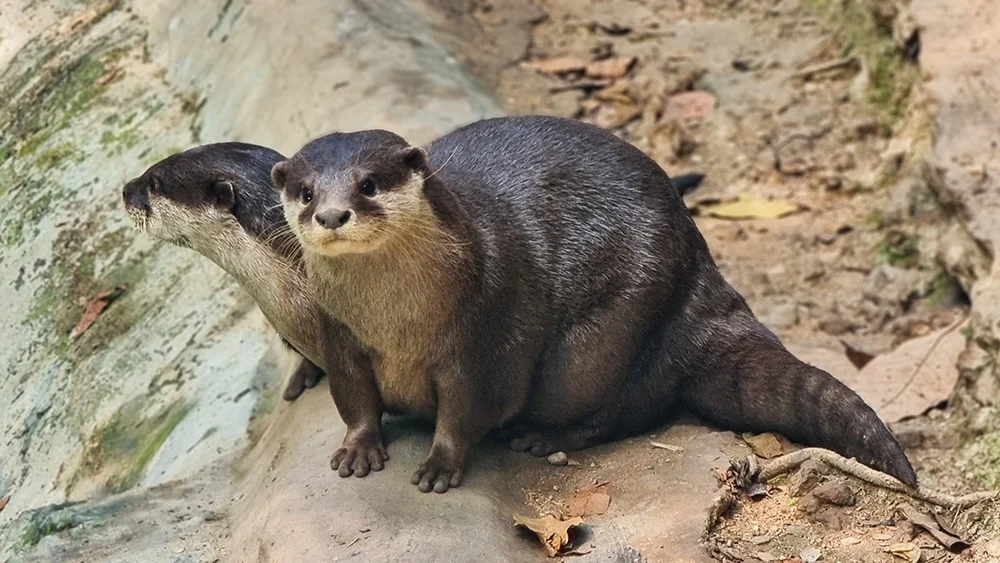 Asian Small-Clawed Otter
